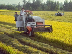 Kien Giang promotes high-quality rice production